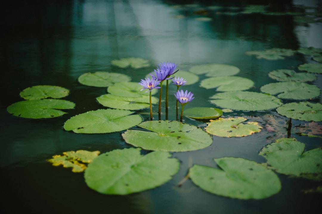 Pond & Lake Management